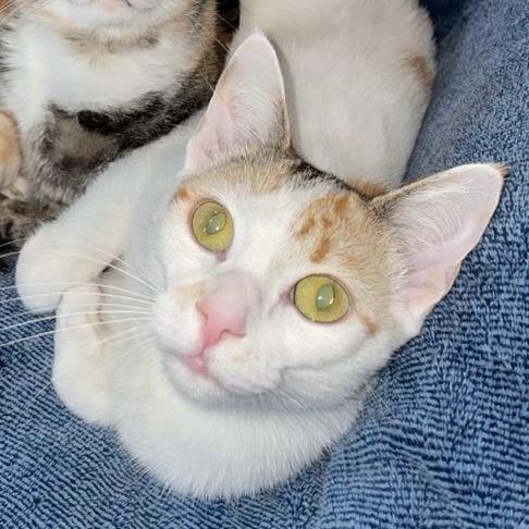 Harley- Bonded with Quinn, a Adoptable Domestic Short Hair in Greenfield, IN image 3/6