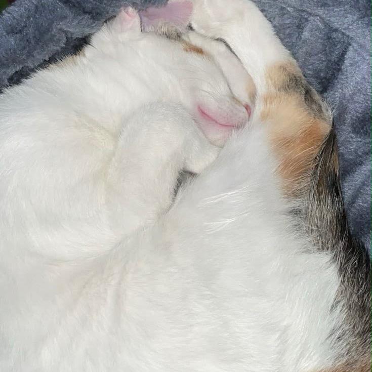 Harley- Bonded with Quinn, a Adoptable Domestic Short Hair in Greenfield, IN image 4/6