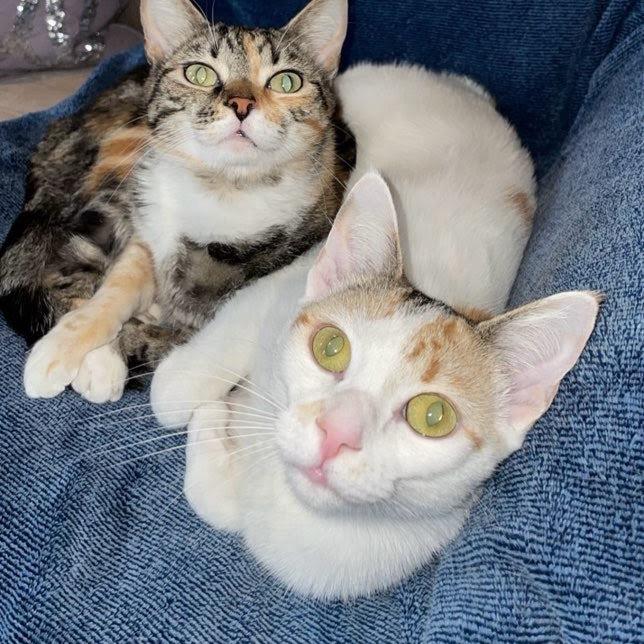 Harley- Bonded with Quinn, a Adoptable Domestic Short Hair in Greenfield, IN image 5/6
