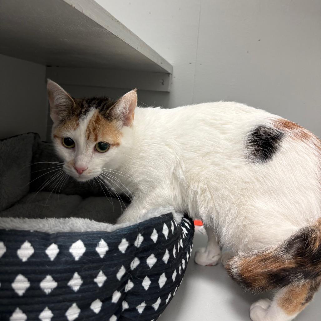 Harley- Bonded with Quinn, a Adoptable Domestic Short Hair in Greenfield, IN image 6/6