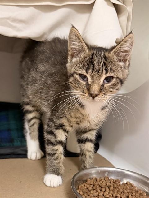 POTLUCK, Adoptable, Kitten Female Domestic Short Hair.