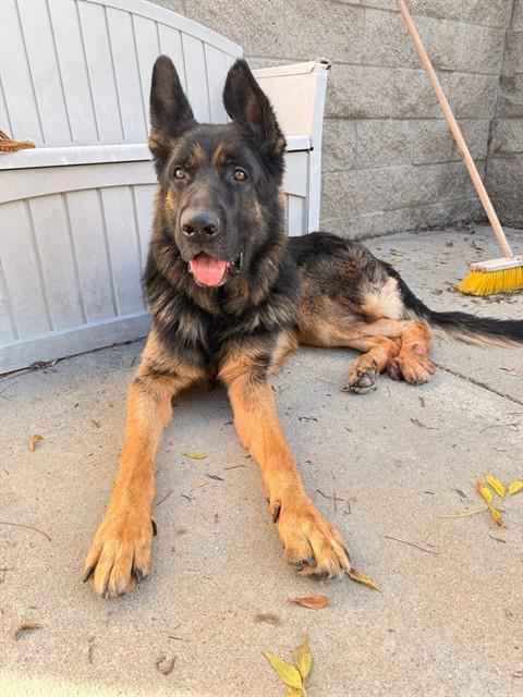 Enlarge DUKE, a Adoptable German Shepherd Dog in Fremont, CA image 1/1