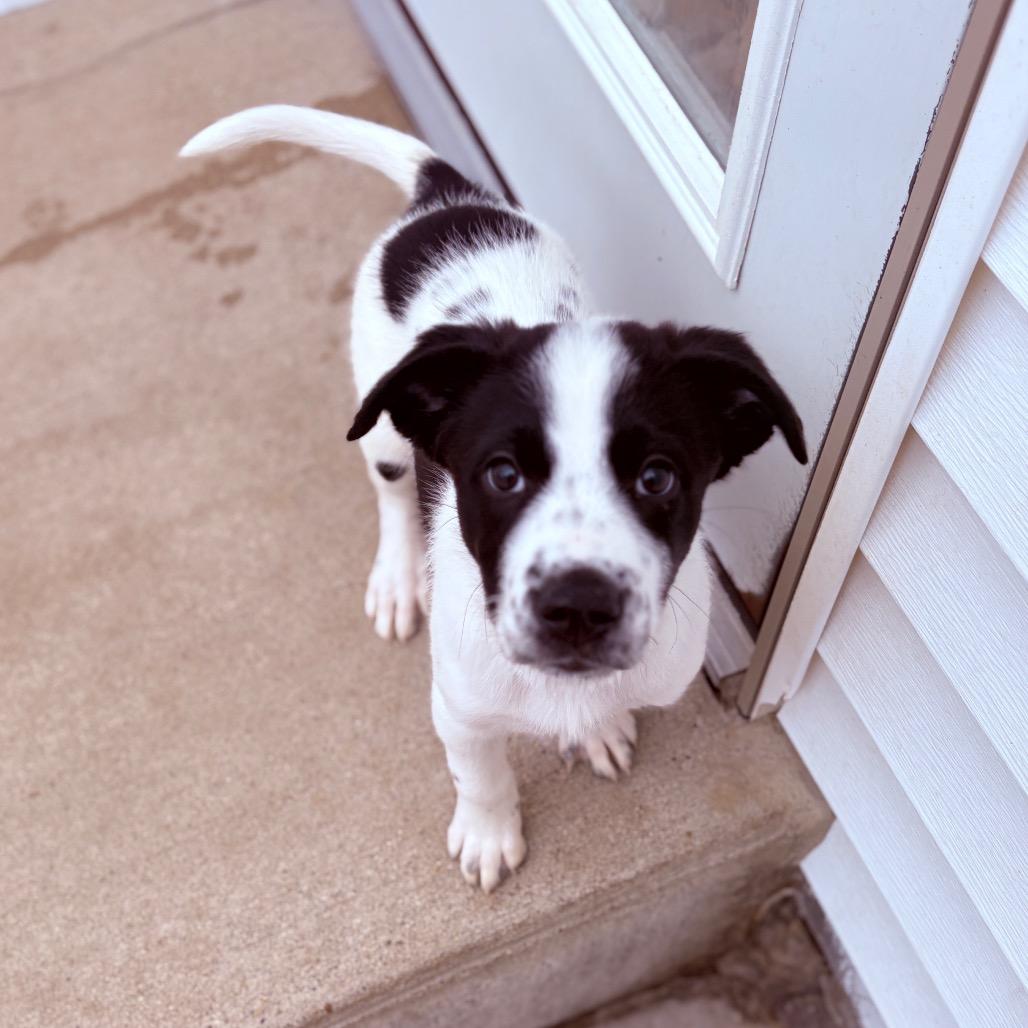 Caleb , adoptable, Puppy Male Mixed Breed.