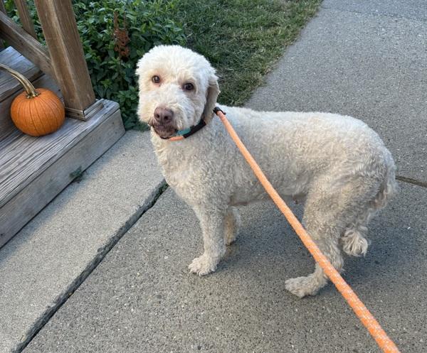 Julie, Adoptable, Adult Female Golden Retriever & Standard Poodle.