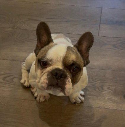Oscar, Adopted, Adult Male French Bulldog.