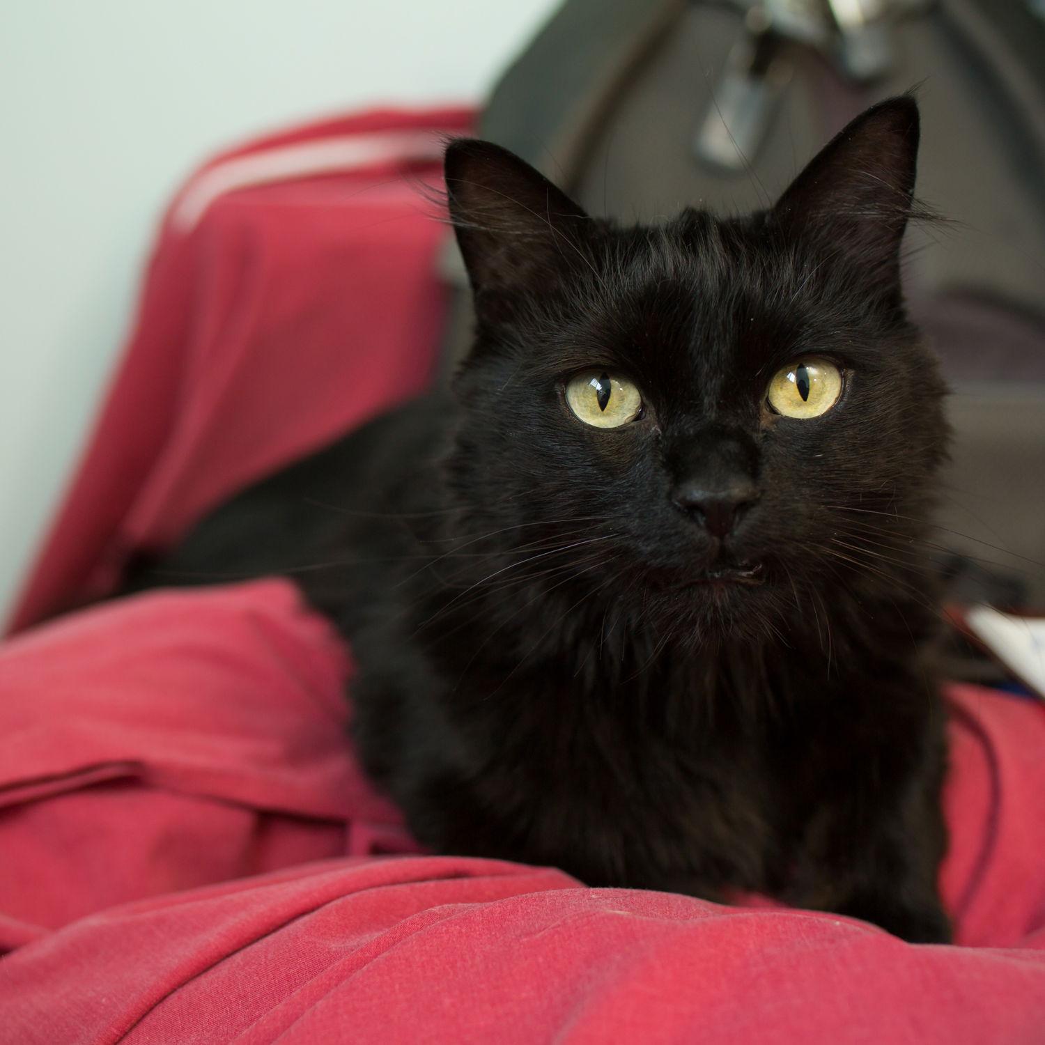 Sasha, Adoptable, Adult Female Domestic Long Hair.