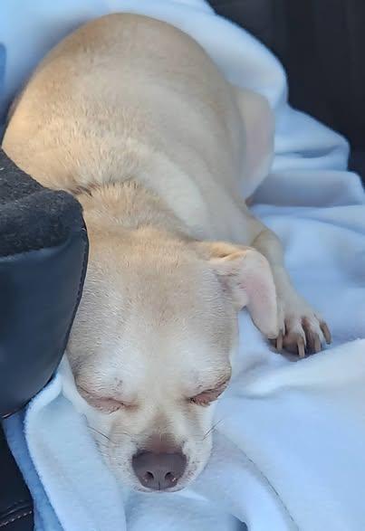 Enlarge Clyde, a Adoptable mixed breed in Fairview Park, OH image 3/3