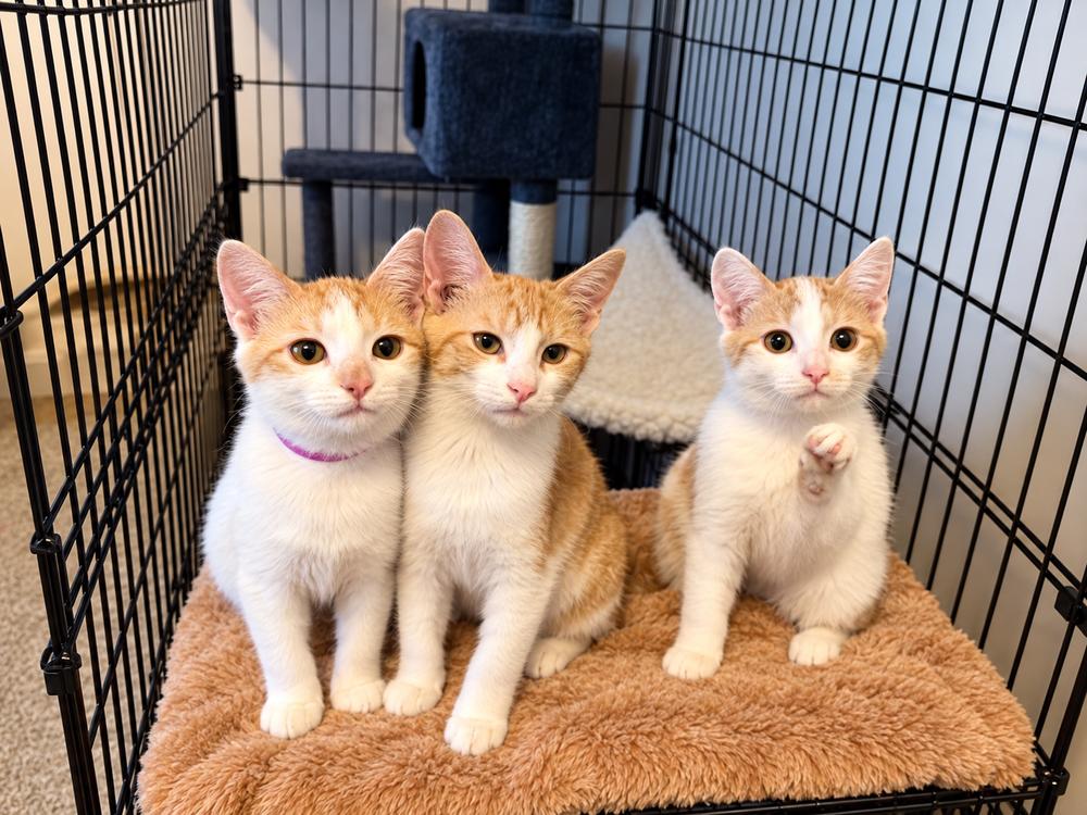 Enlarge Merengue G. (purple collar), a Adoptable Domestic Short Hair in Peoria, IL image 1/3