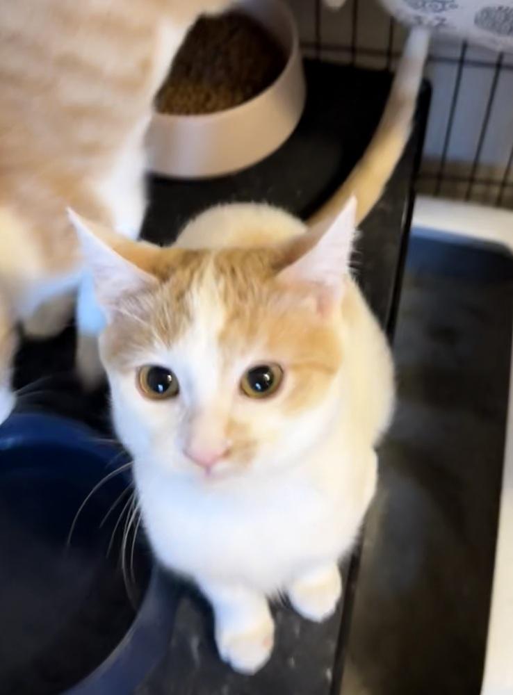 Enlarge Merengue G. (purple collar), a Adoptable Domestic Short Hair in Peoria, IL image 2/3