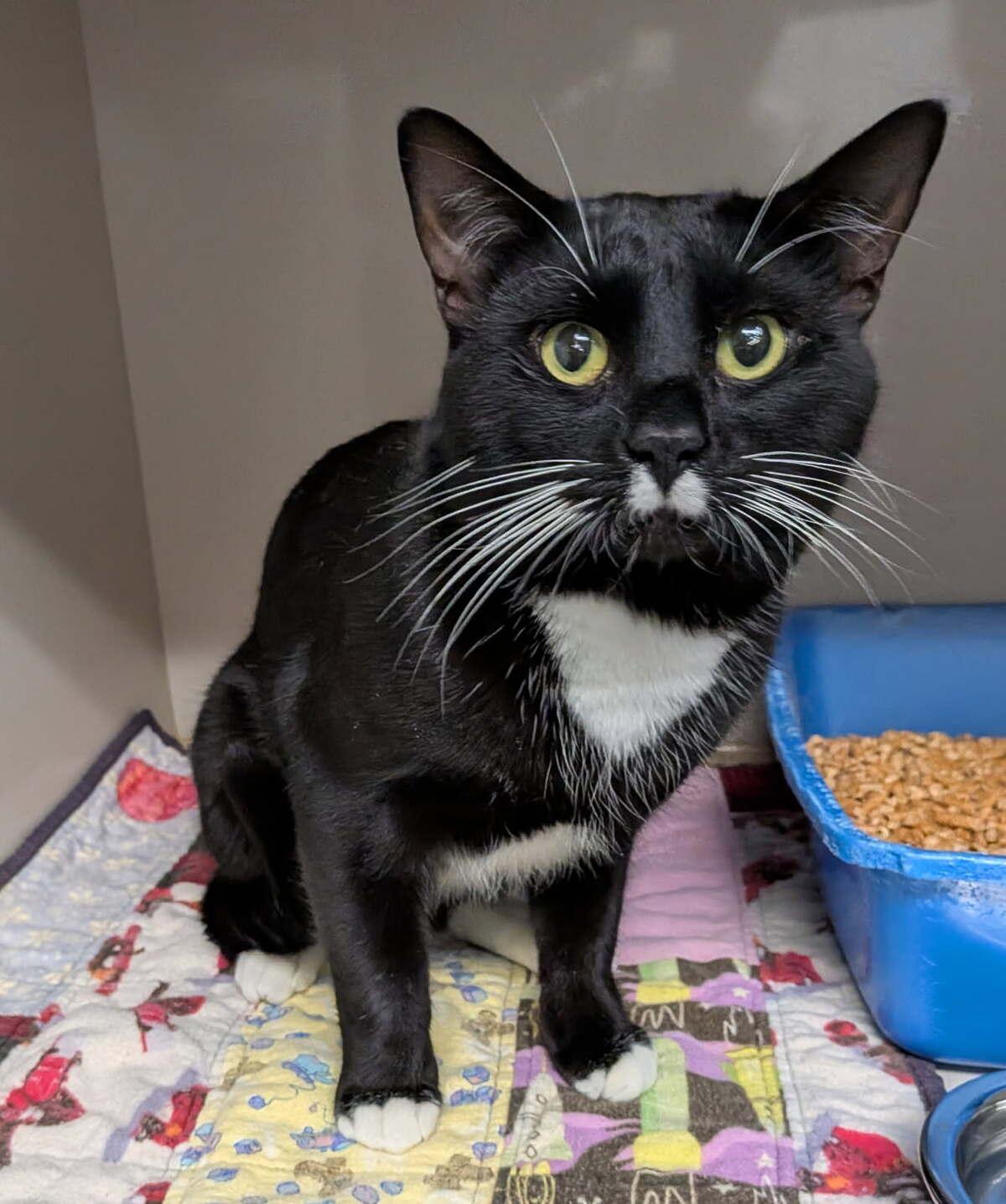 Chase, Adoptable, Young Male Domestic Short Hair.