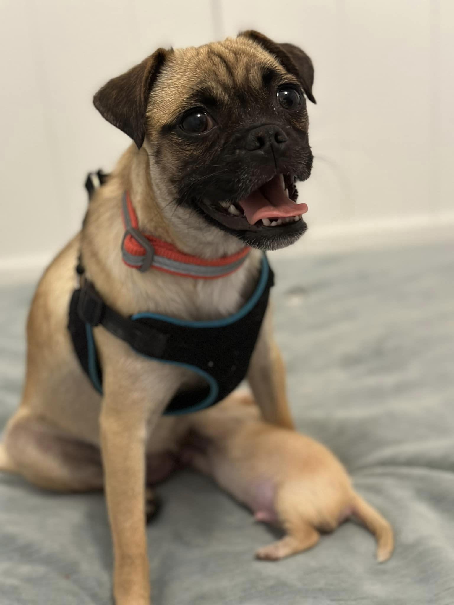 Candy (Sadie), Adopted, Adult Female Pug.