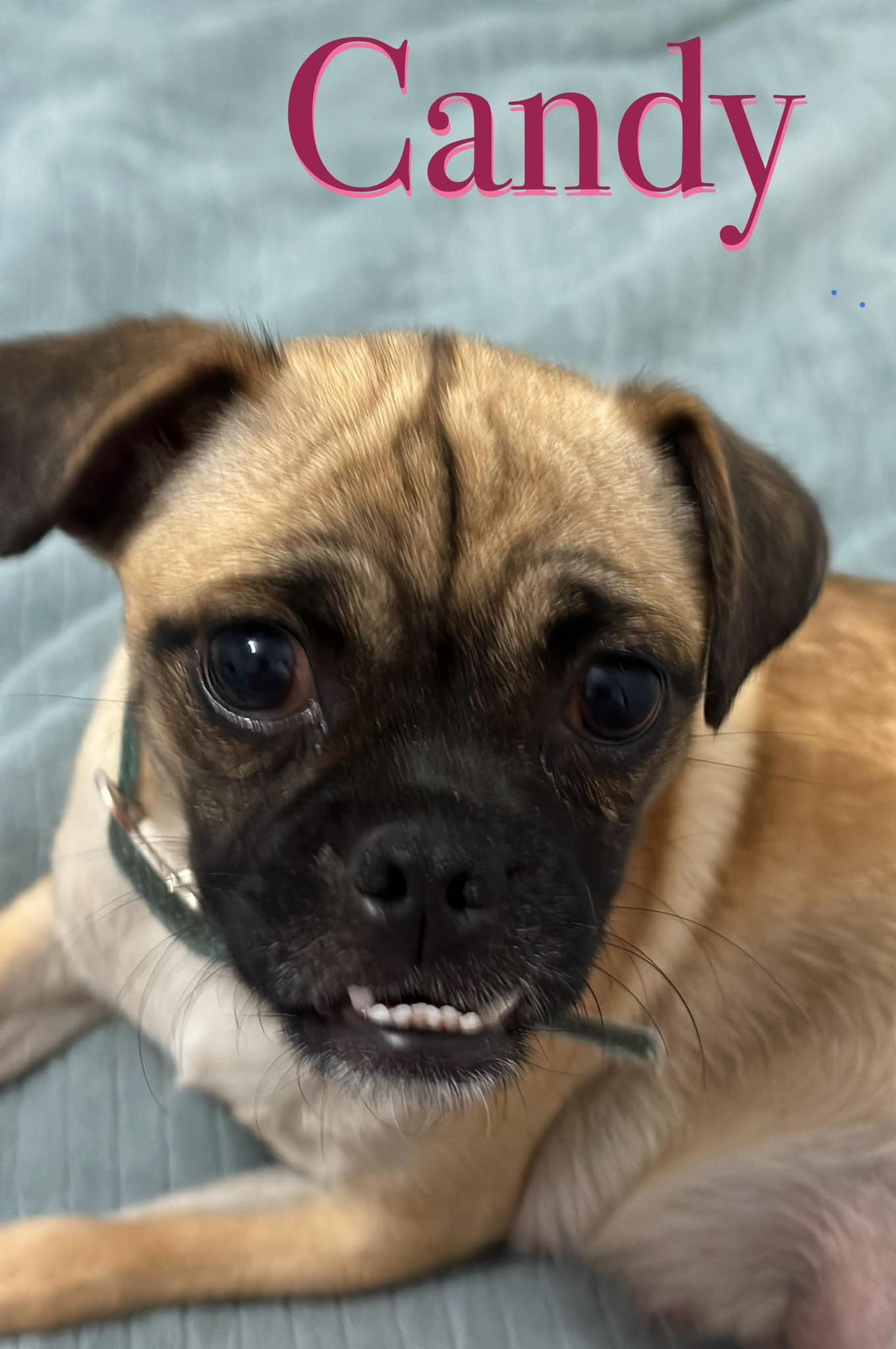 Enlarge Candy (Sadie), a Adopted mixed breed in Tempe, AZ image 3/6