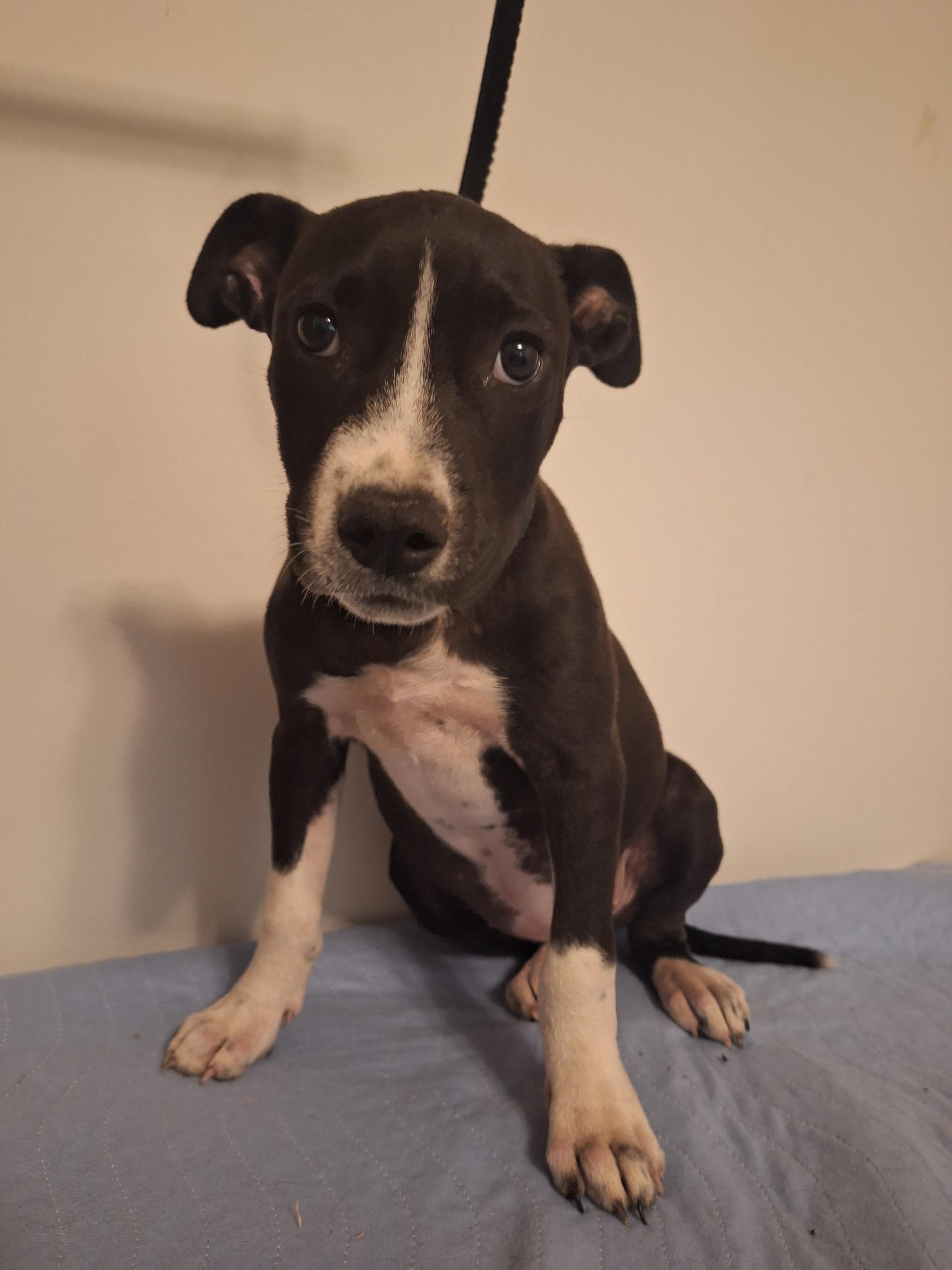 Peggy Sue, Adoptable, Puppy Female Border Collie.