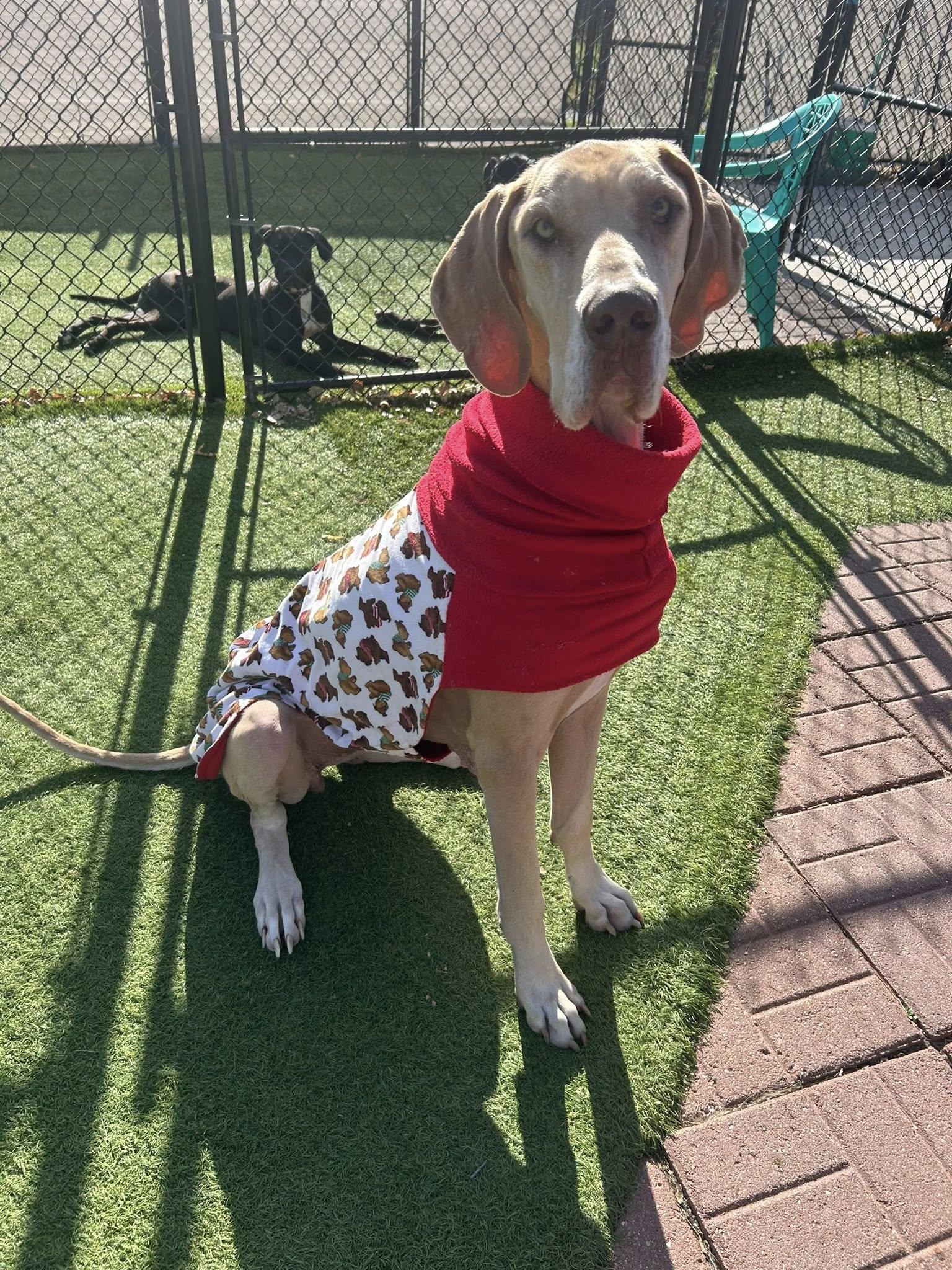 Harley, Adoptable, Adult Female Great Dane.