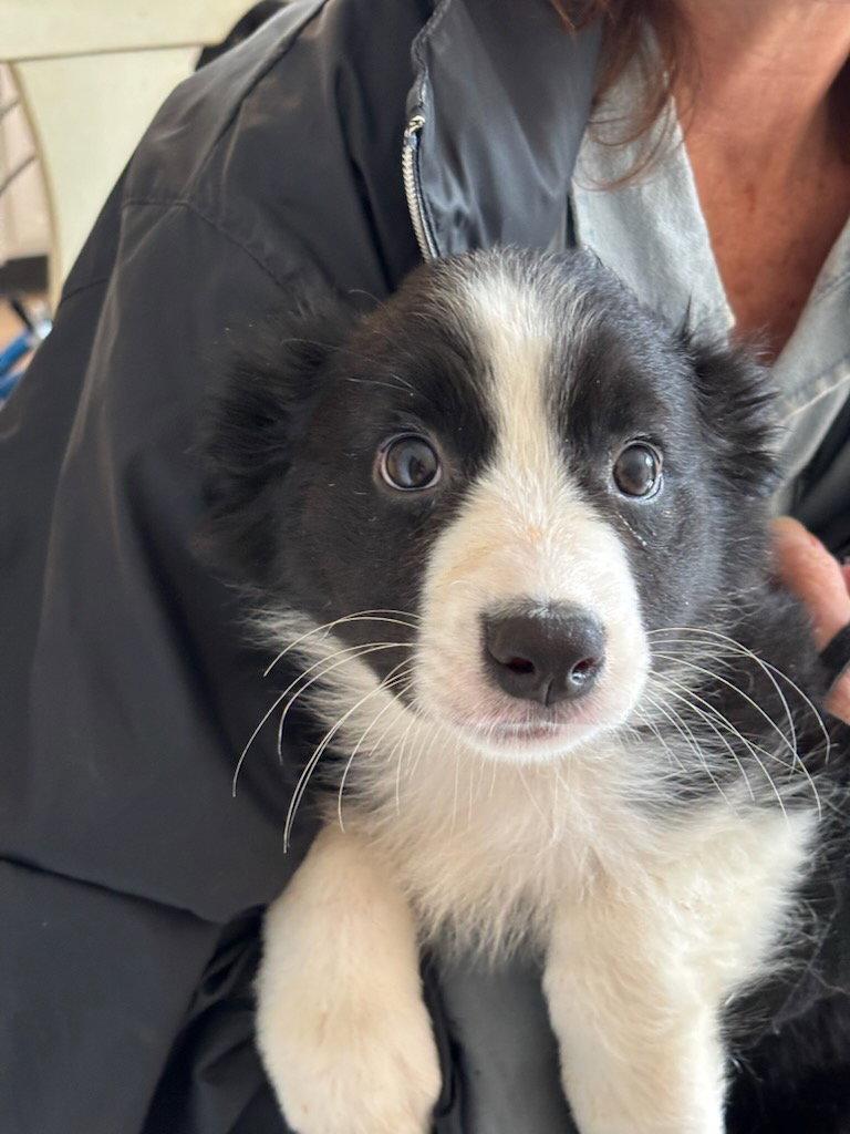 Enlarge Riley, a Adoptable Border Collie in Tenafly, NJ image 1/3