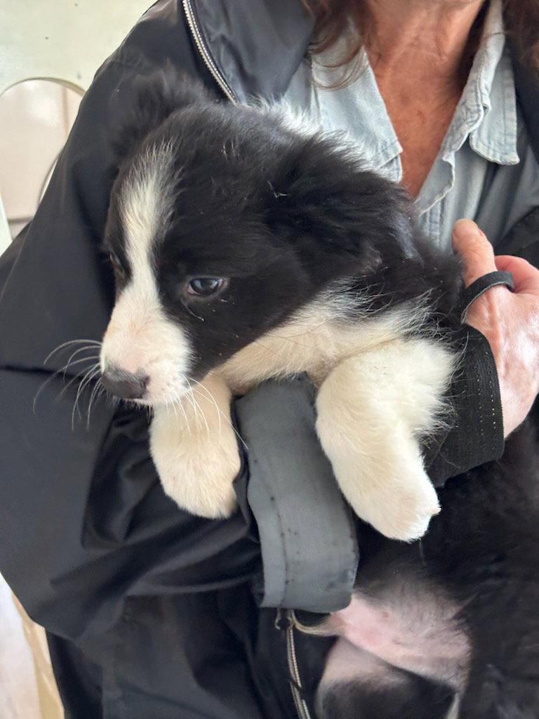 Enlarge Riley, a Adoptable Border Collie in Tenafly, NJ image 2/3