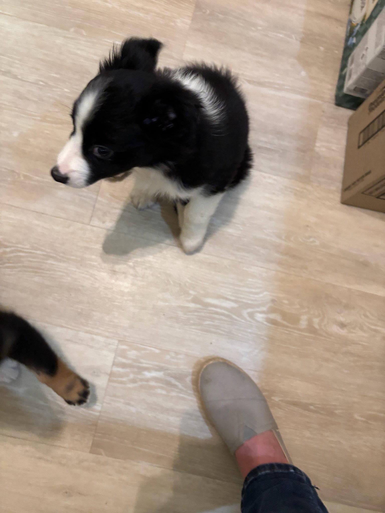 Enlarge Riley, a Adoptable Border Collie in Tenafly, NJ image 3/3