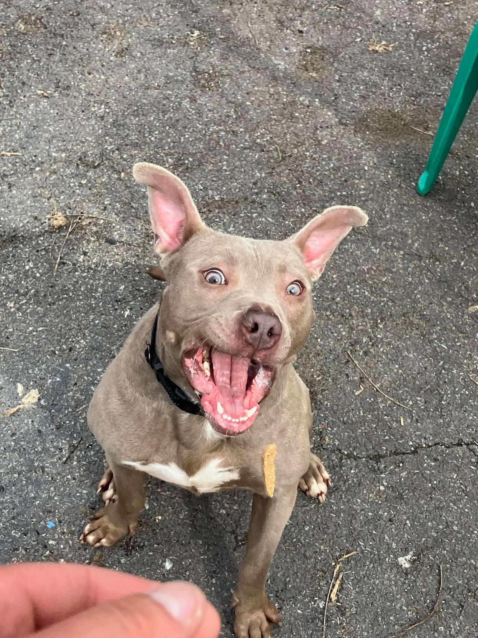 Enlarge Kane, a Adoptable mixed breed in Binghamton, NY image 3/4