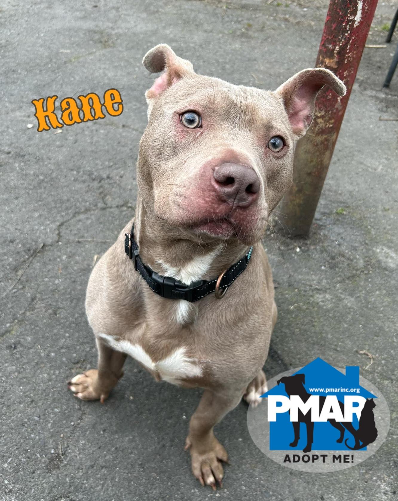 Enlarge Kane, a Adoptable mixed breed in Binghamton, NY image 1/4