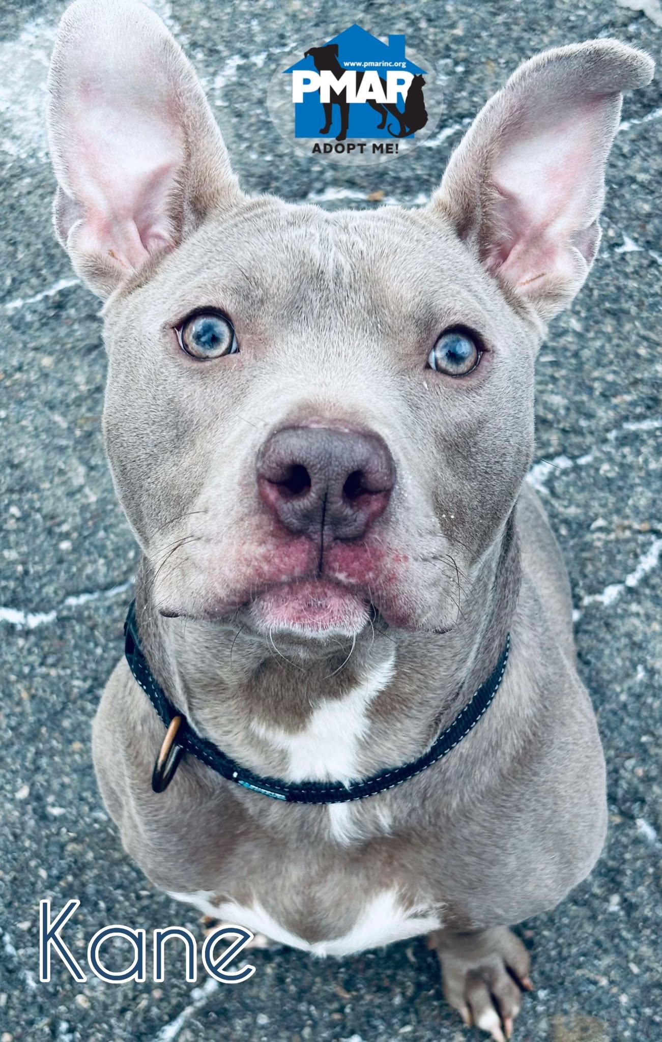 Enlarge Kane, a Adoptable mixed breed in Binghamton, NY image 2/4