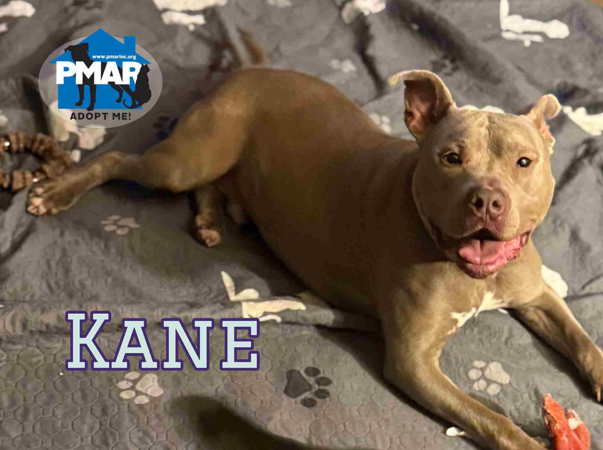 Enlarge Kane, a Adoptable mixed breed in Binghamton, NY image 3/6