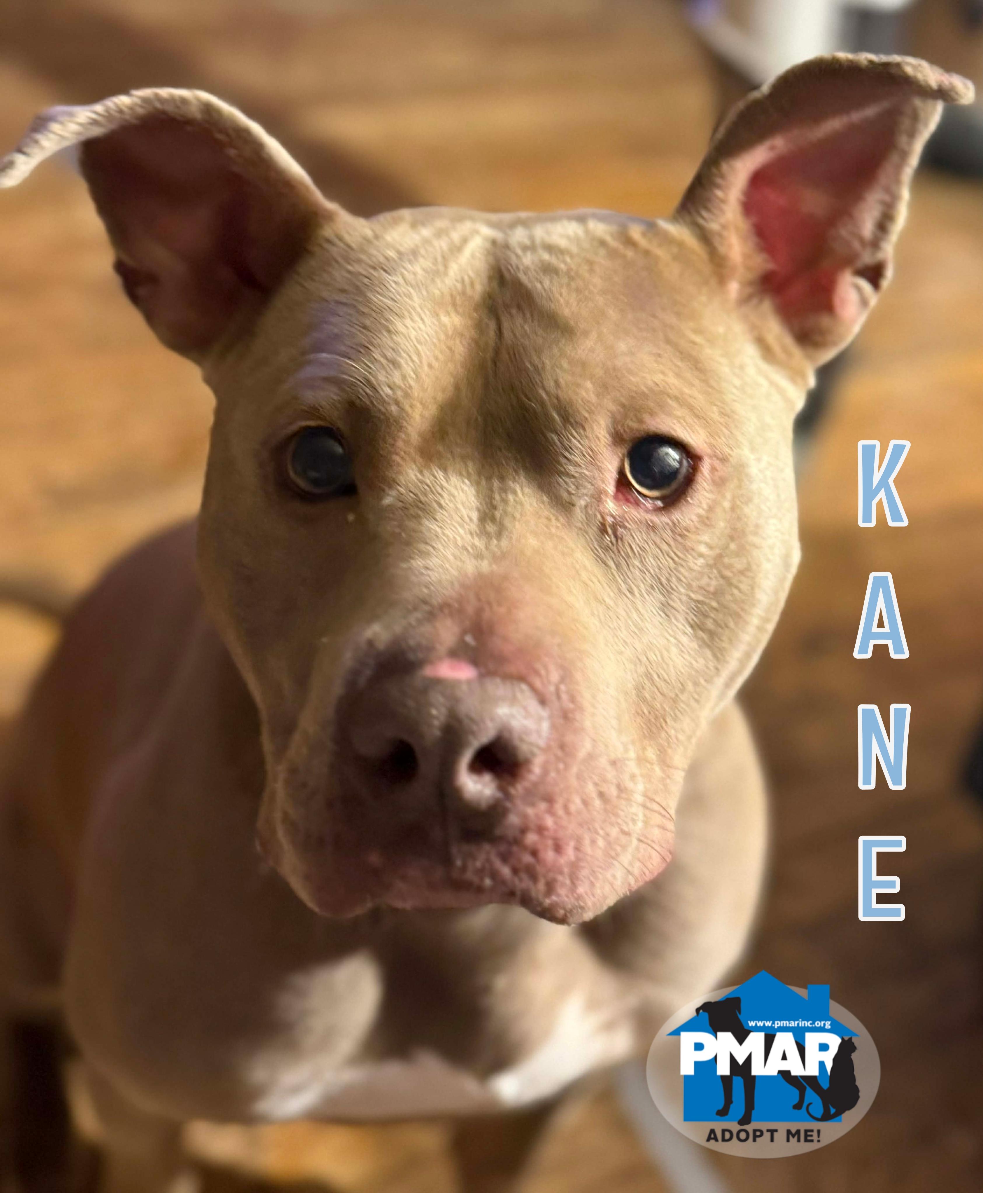 Kane, Adoptable, Young Male Pit Bull Terrier.