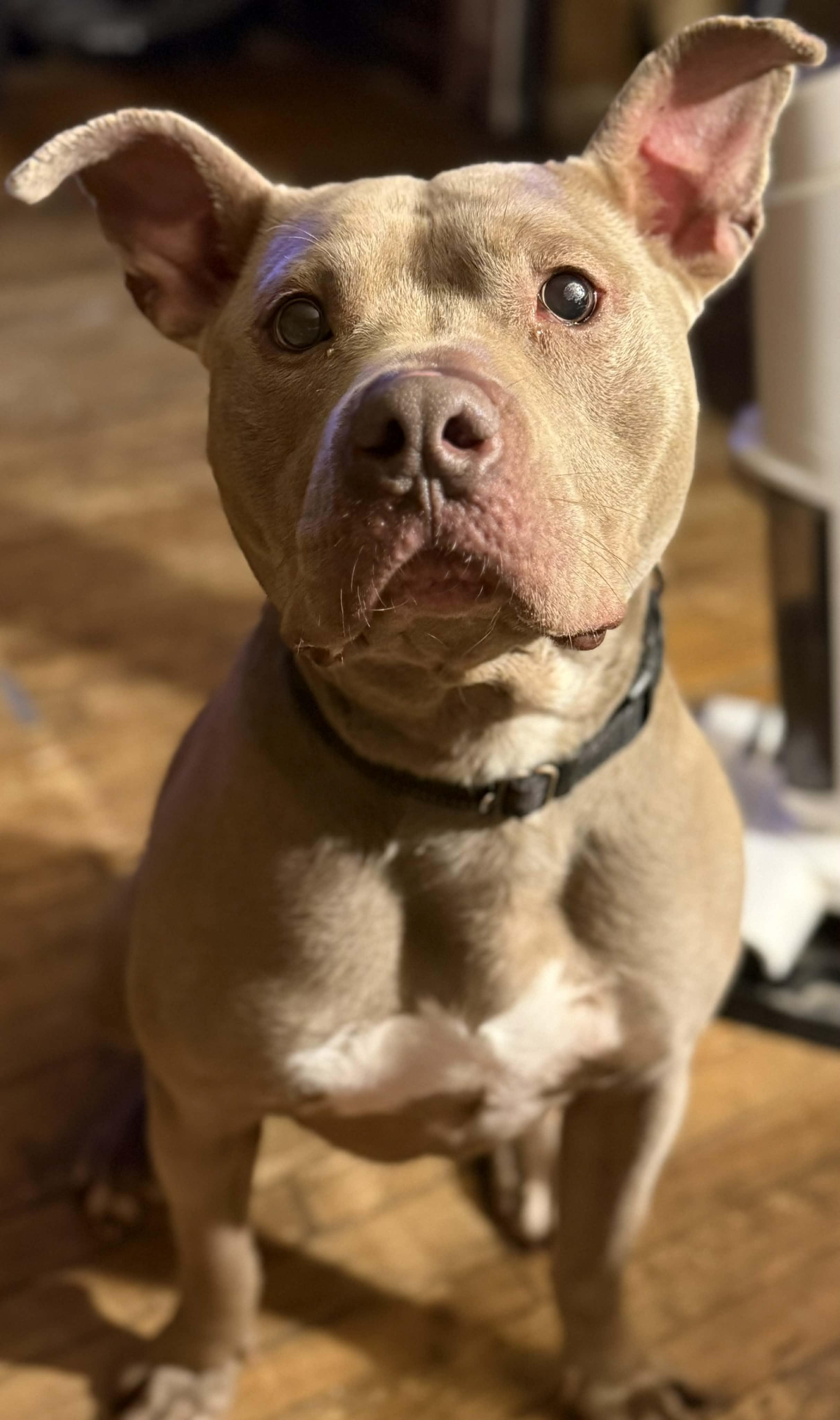 Enlarge Kane, a Adoptable mixed breed in Binghamton, NY image 2/6