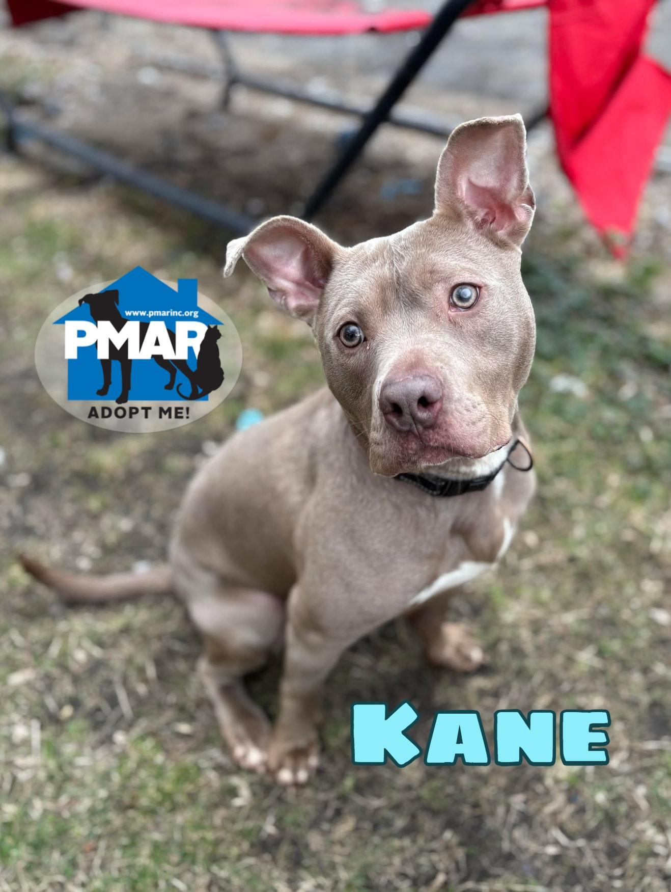 Enlarge Kane, a Adoptable mixed breed in Binghamton, NY image 4/4