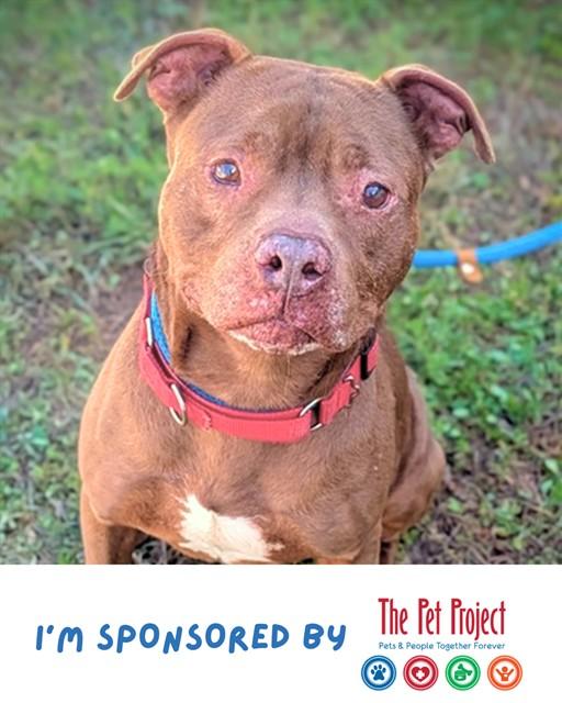 MERVIN, Adoptable, Adult Male American Staffordshire Terrier.