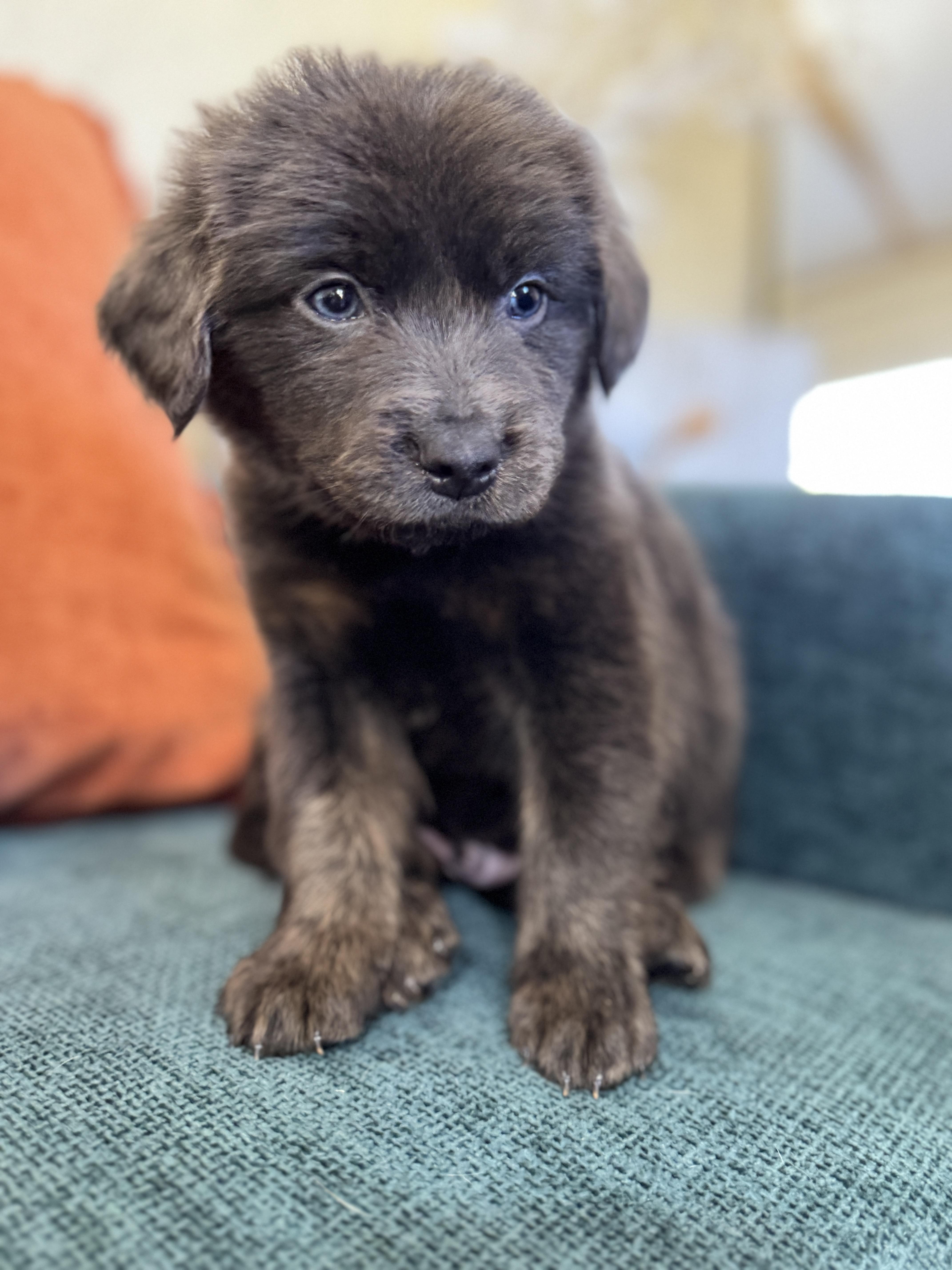 Pretzel, a Adoptable mixed breed in SYLVANIA, GA image 2/4