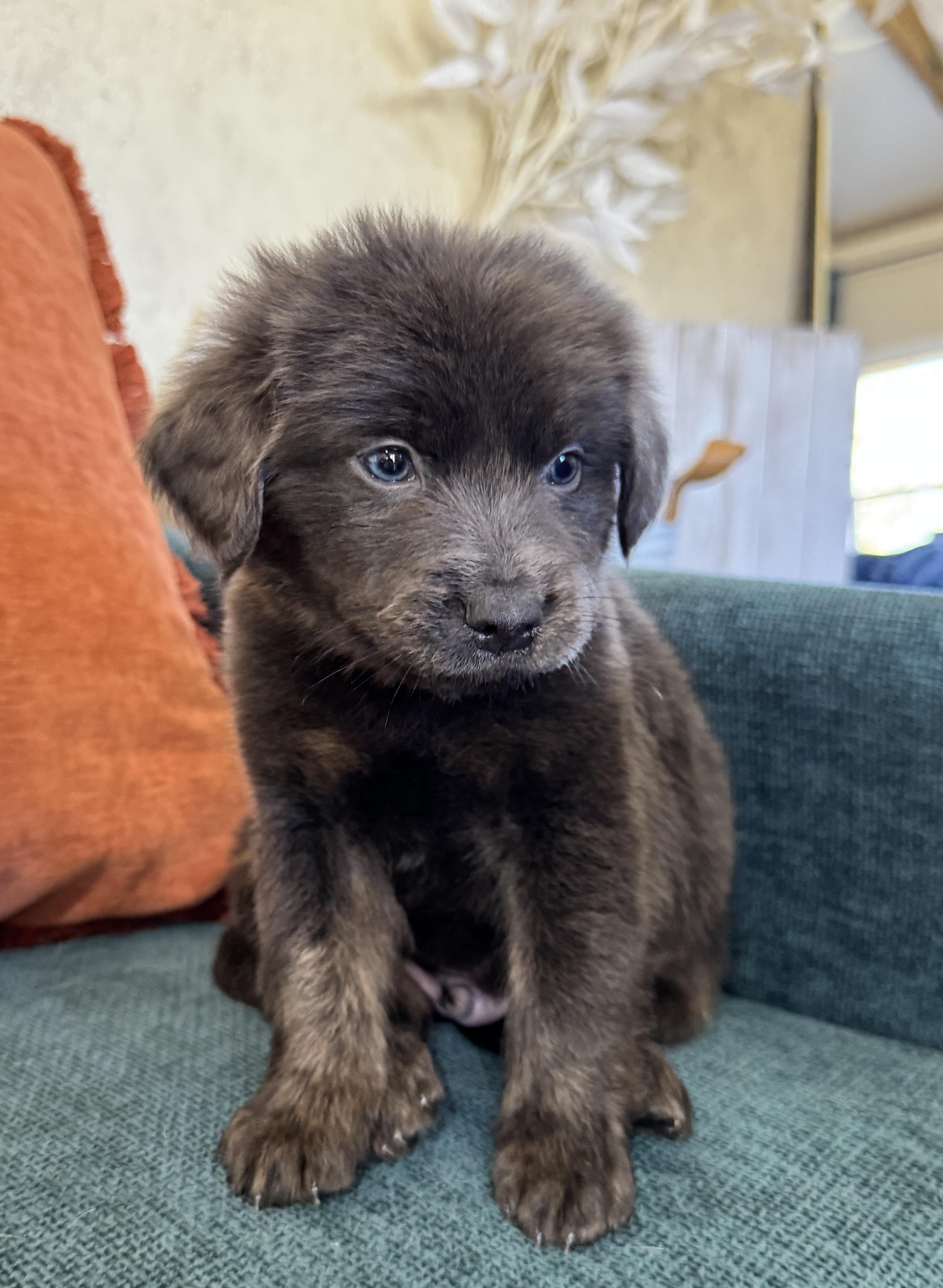 Pretzel, a Adoptable mixed breed in SYLVANIA, GA image 4/4