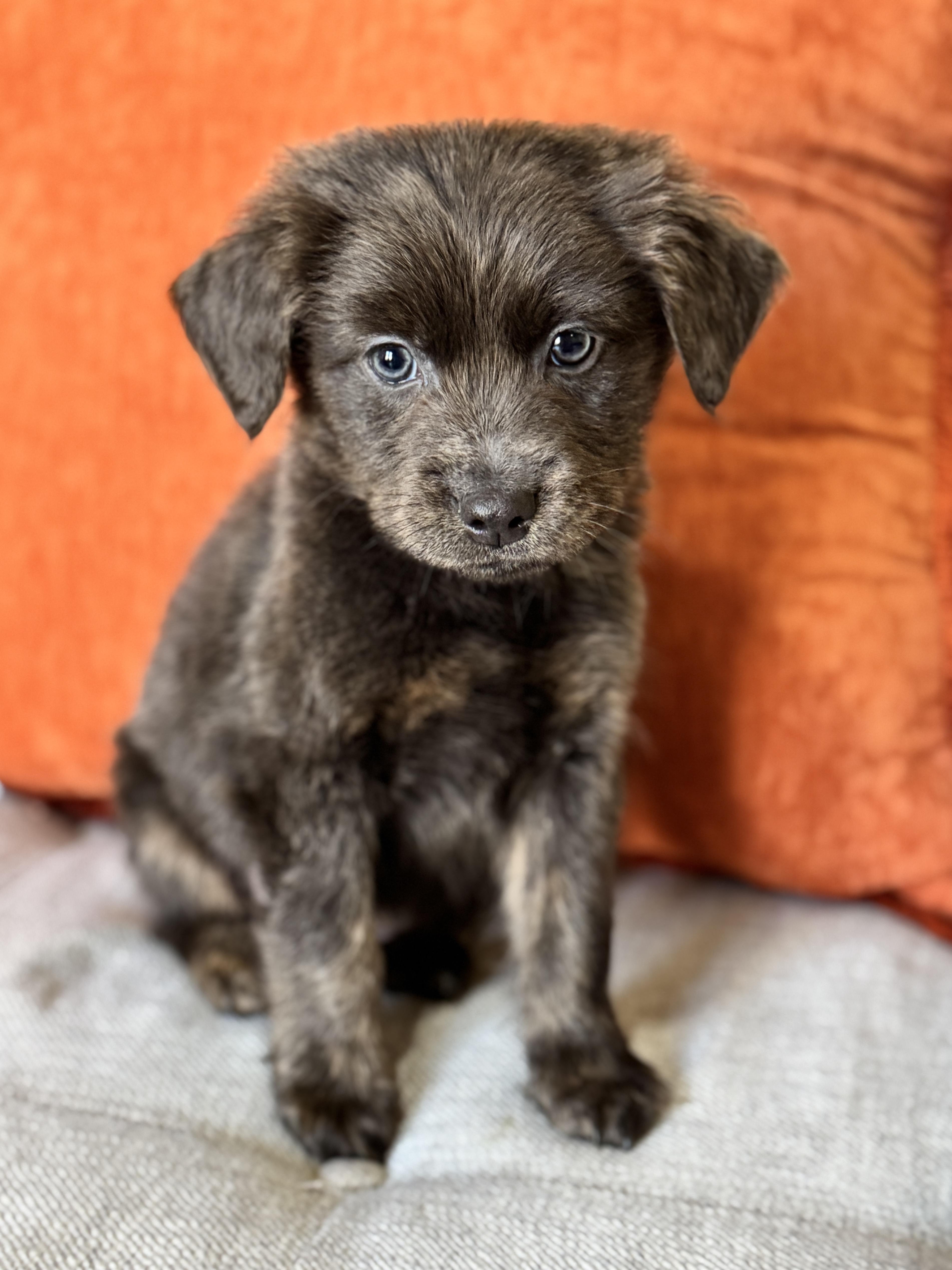 Pretzel, a Adoptable mixed breed in SYLVANIA, GA image 1/4