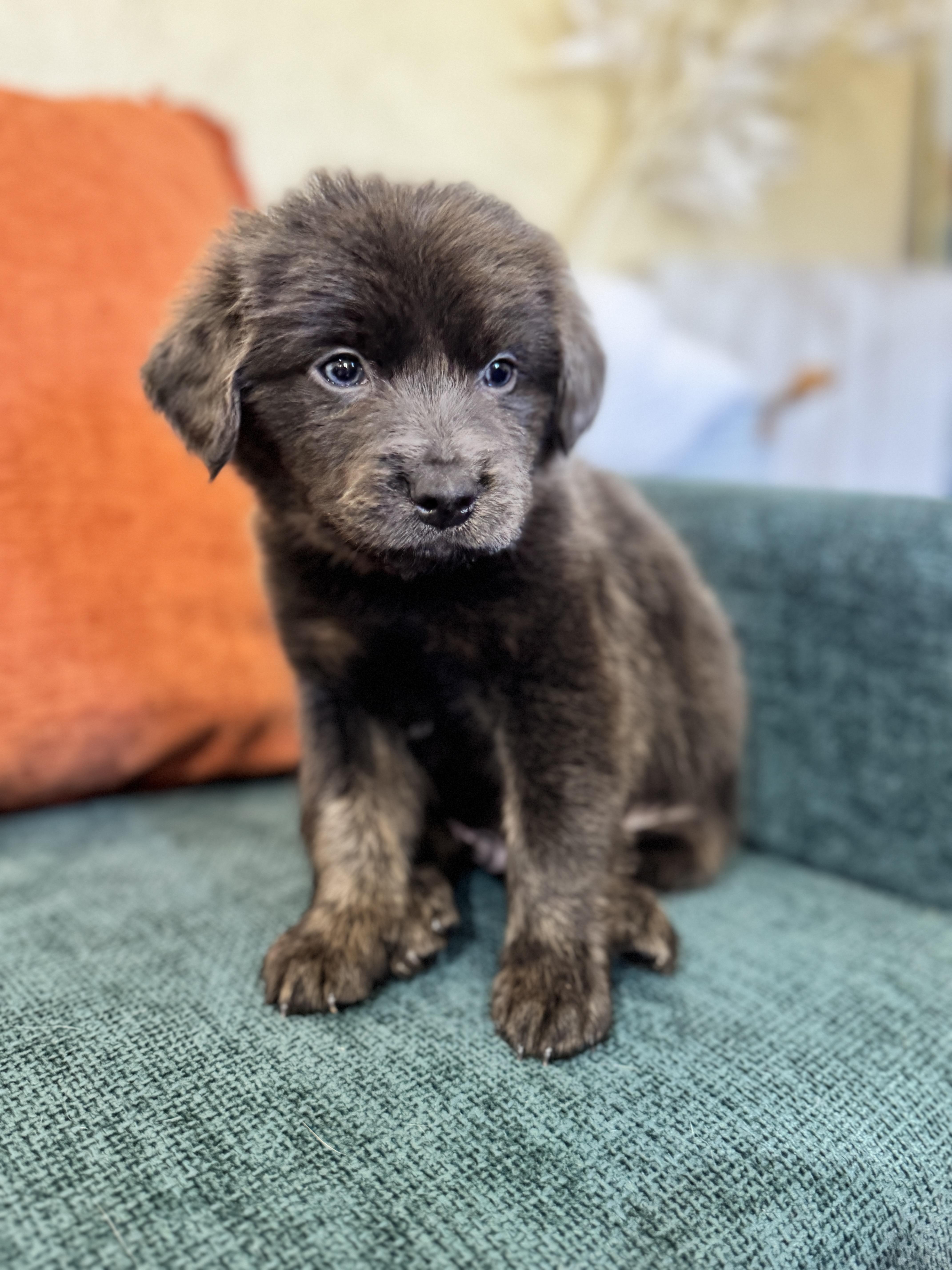 Pretzel, a Adoptable mixed breed in SYLVANIA, GA image 3/4