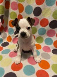 Enlarge MCELROY - Adopted!!, a Adoptable Boston Terrier in Spring, TX image 1/1