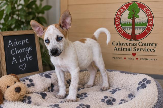 Crystal A061302, Adoptable, Puppy Female Australian Cattle Dog / Blue Heeler & German Wirehaired Pointer.