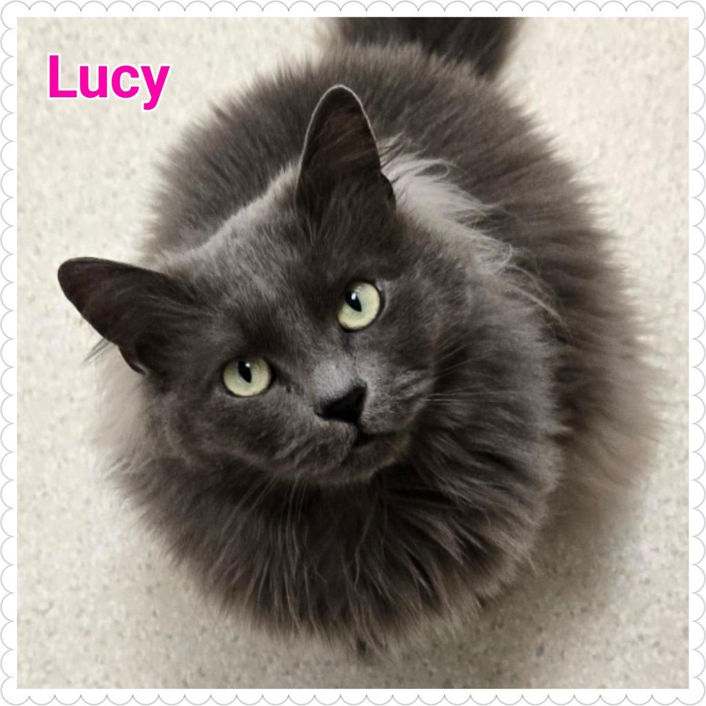 Lucy, Adoptable, Adult Female Domestic Long Hair.