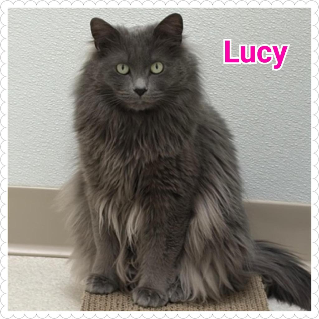 Enlarge Lucy, a Adoptable mixed breed in North Saint Paul, MN image 1/5