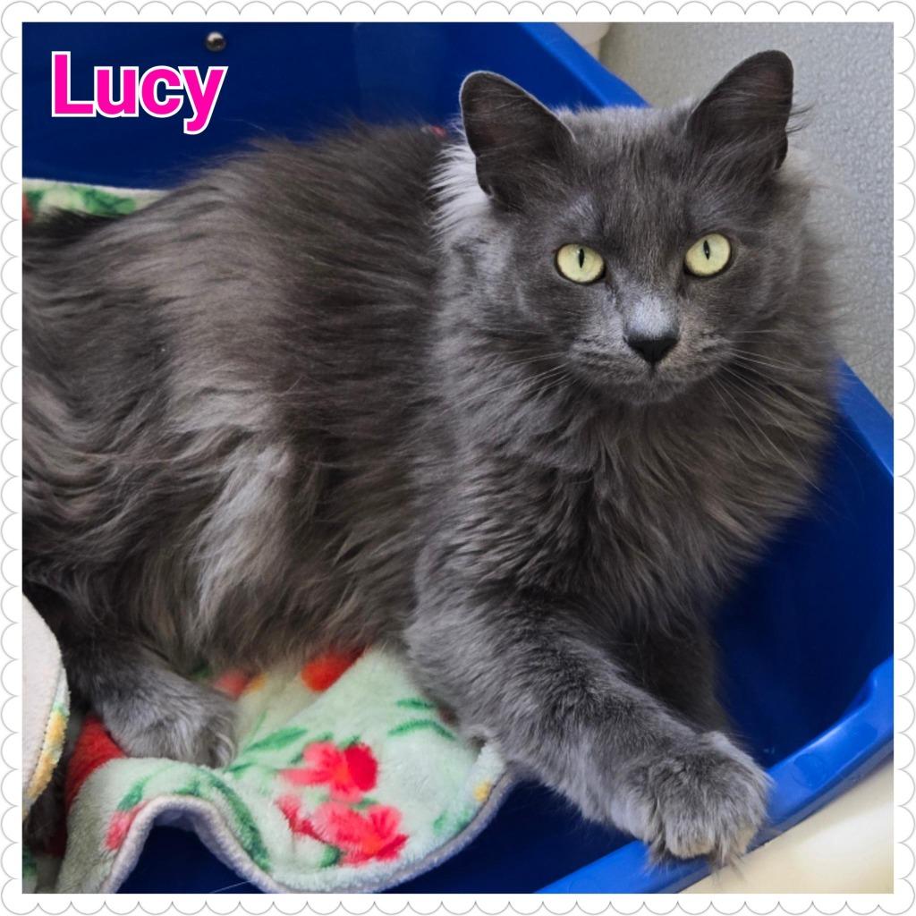 Lucy, a Adoptable mixed breed in North Saint Paul, MN image 2/6