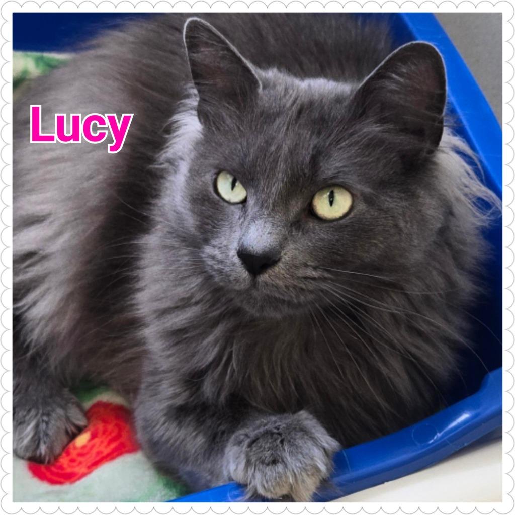 Enlarge Lucy, a Adoptable mixed breed in North Saint Paul, MN image 3/5