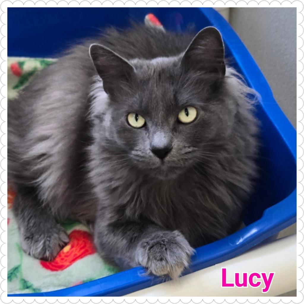 Lucy, Adoptable, Adult Female Domestic Long Hair.