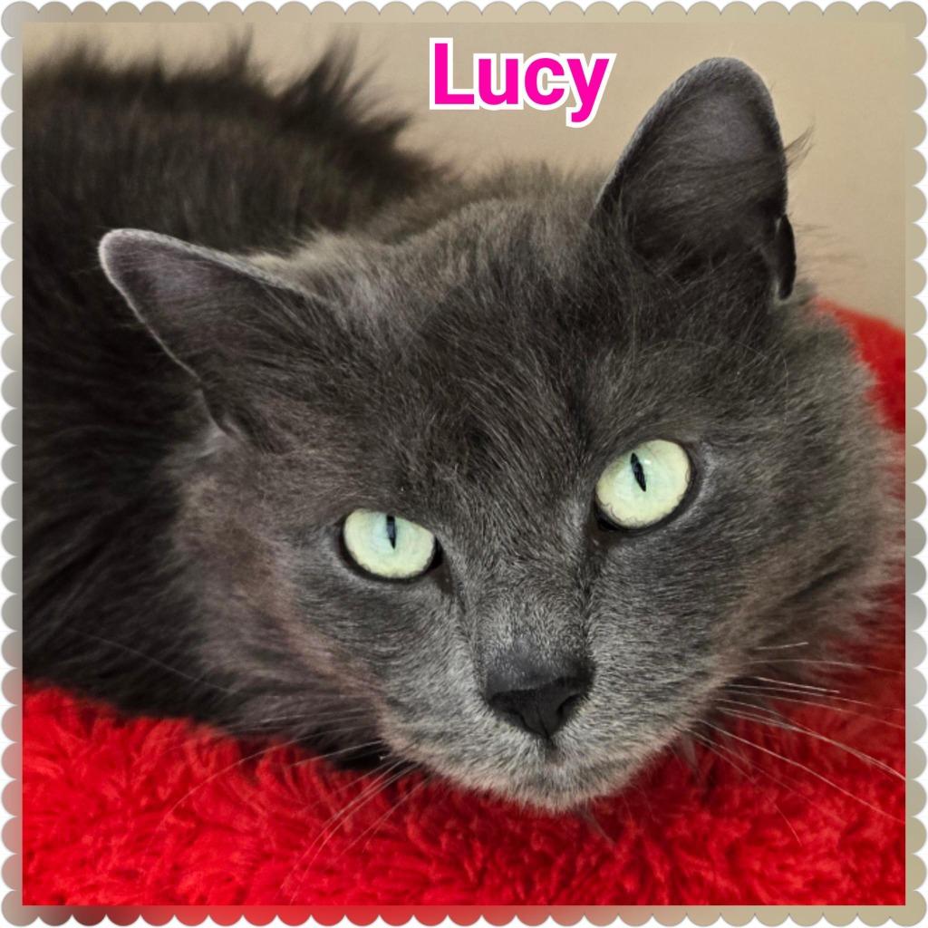 Lucy, a Adoptable mixed breed in North Saint Paul, MN image 4/6