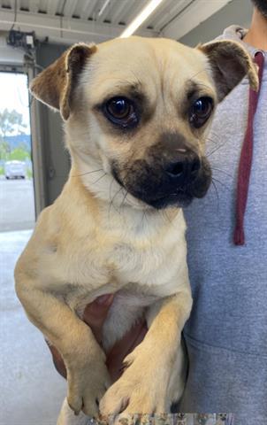 Enlarge THIAGO, a Adoptable mixed breed in San Martin, CA image 1/1