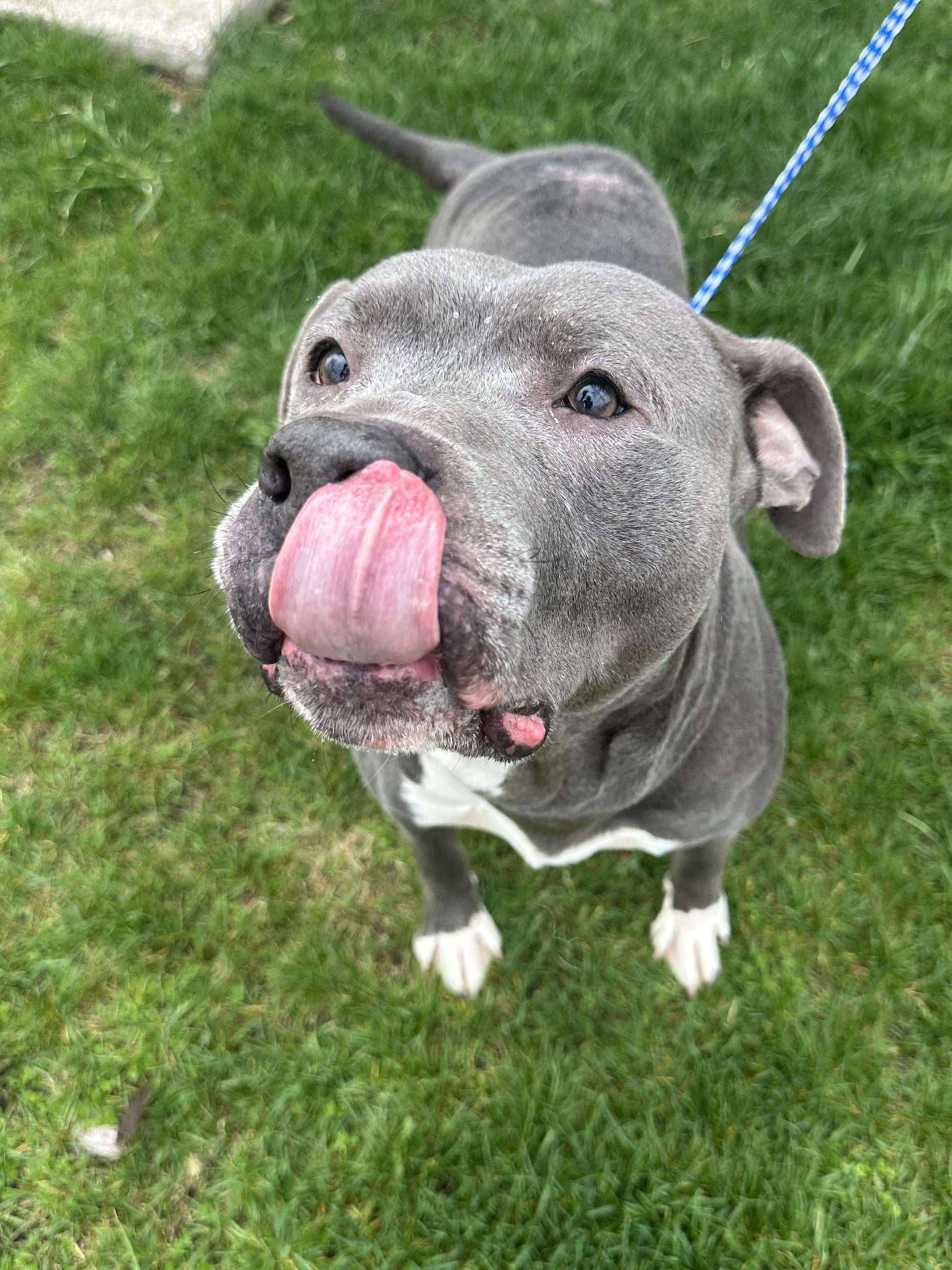 Enlarge Birch, a Adoptable mixed breed in Grand Rapids, MI image 1/1