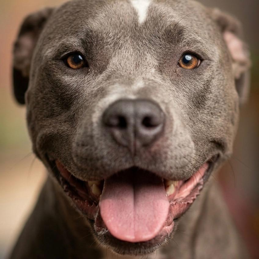 Enlarge Nyxa(Bonnie), a Adopted mixed breed in Pittsfield, IL image 1/1