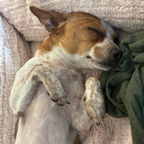 Enlarge Ozzy , a ADOPTABLE mixed breed in Lodi, CA image 3/6