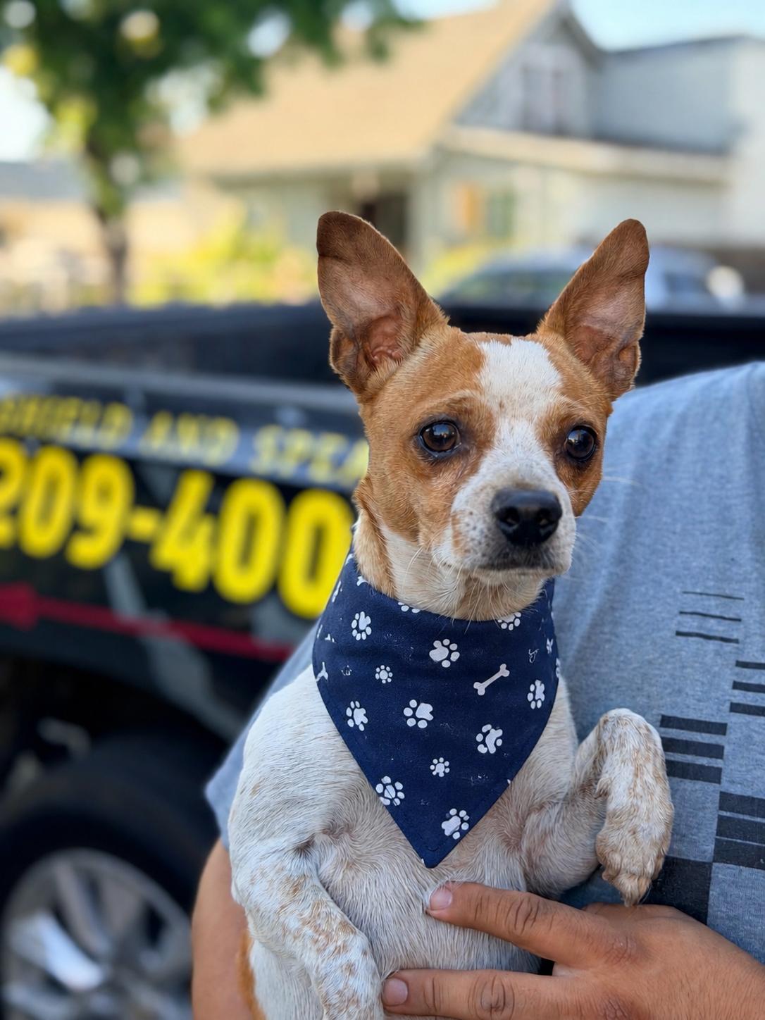 Ozzy , ADOPTABLE, Adult Male Chihuahua.