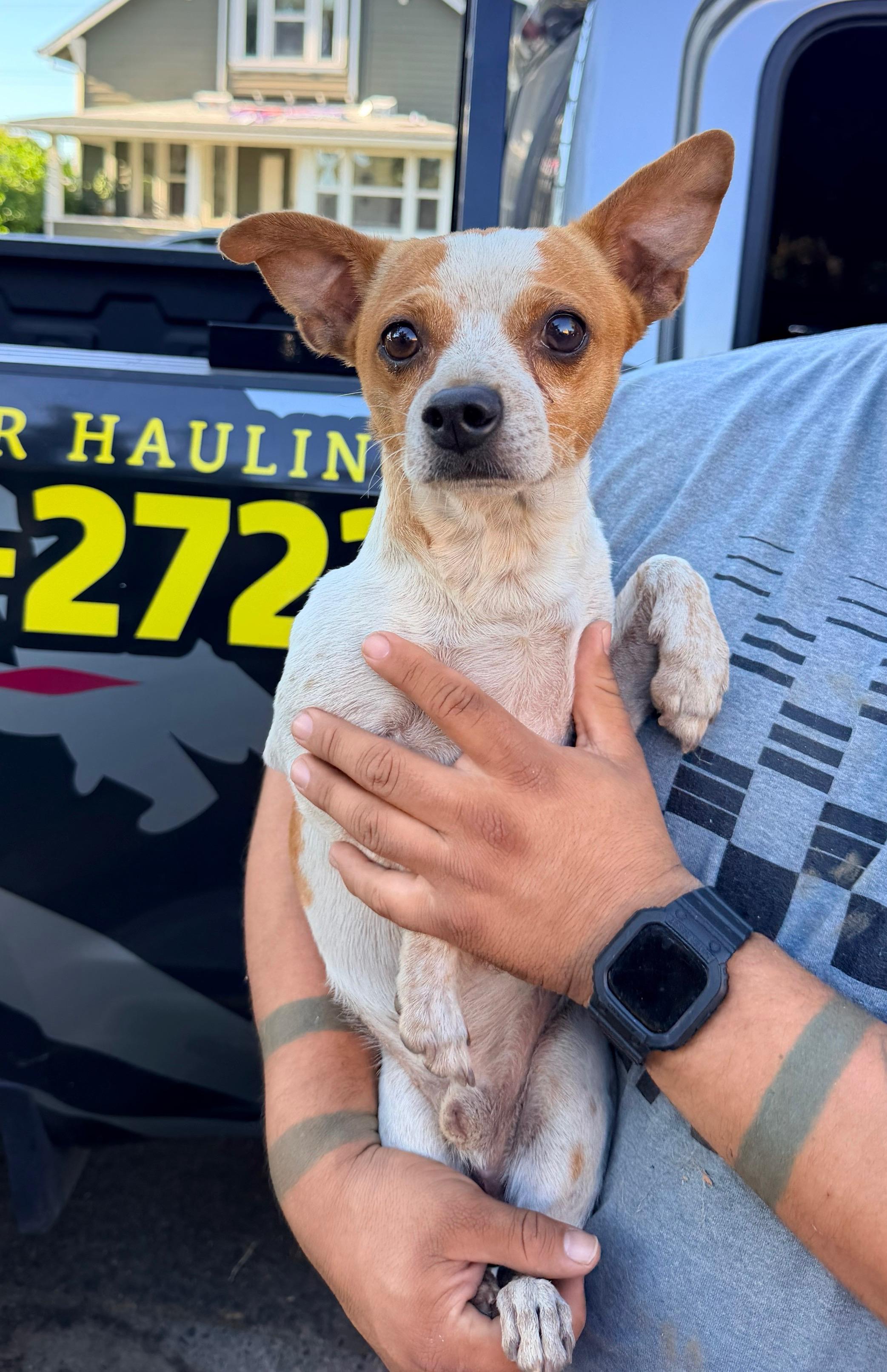Ozzy , a ADOPTABLE mixed breed in Lodi, CA image 5/6