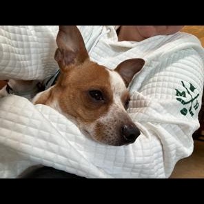 Enlarge Ozzy , a ADOPTABLE mixed breed in Lodi, CA image 4/6