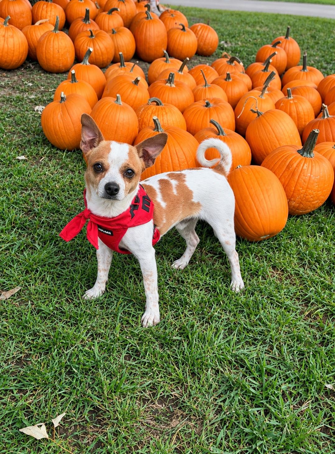Ozzy , Adoptable, Adult Male Chihuahua.