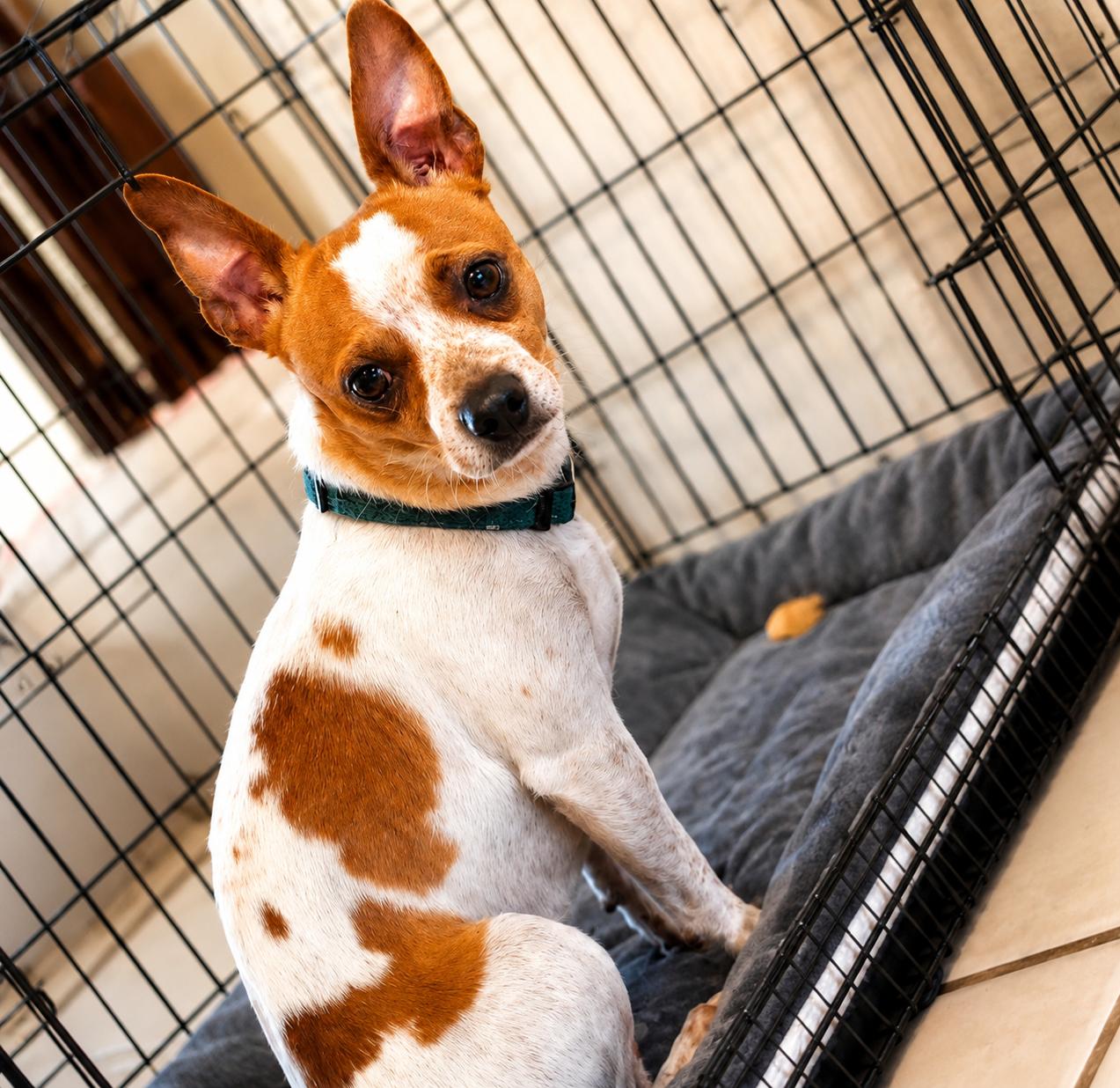 Ozzy , ADOPTABLE, Adult Male Chihuahua.